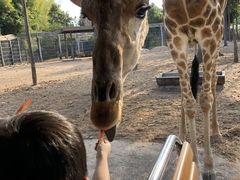 -清迈夜间动物园