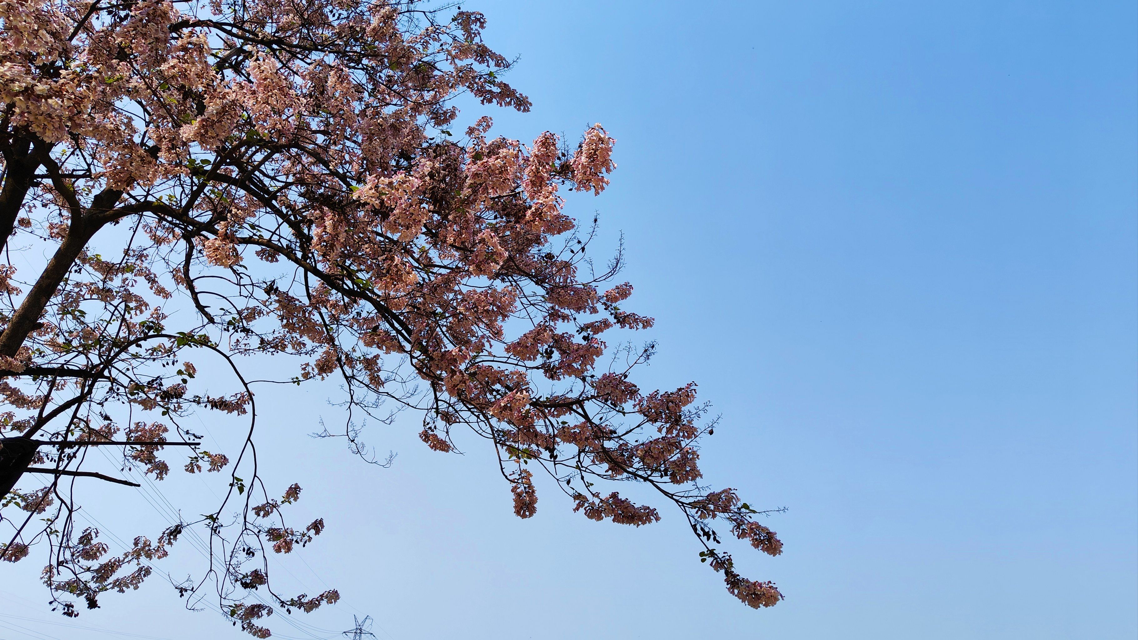 梧桐花一开   春天不再寒