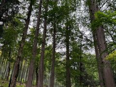 -东明山森林公园