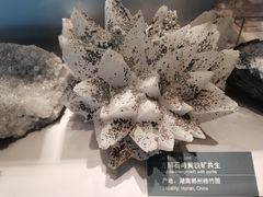 -中国地质博物馆