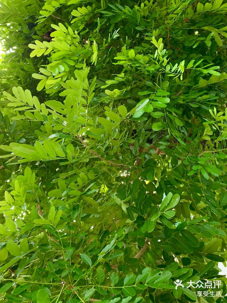 非洲楝-大众点评