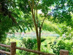 -西双版纳原始森林公园