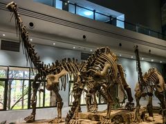-自贡恐龙博物馆