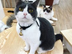 -李小姐の猫咖啡馆(五角场店)