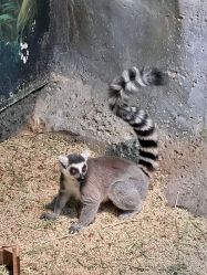 -Zoolung Zoolung动物主题公园(海信广场店)