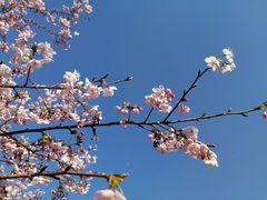 -顾村公园