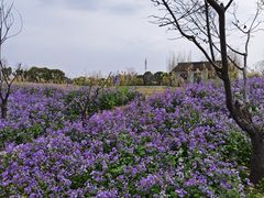 -杭州湾海上花田景区