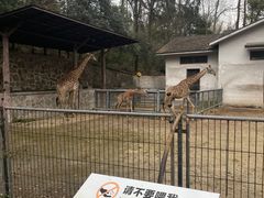 -杭州动物园