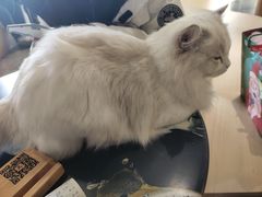 -瞄一喵猫咖(格力海岸店)