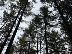 -苏木山森林公园