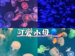 -烟台海昌鲸鲨海洋公园