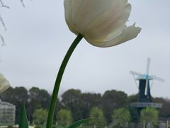 -上海鲜花港