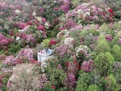 -贵州百里杜鹃风景名胜区
