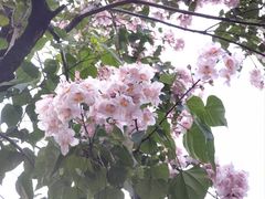 -漕溪路(地铁站)