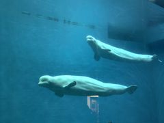 -芜湖新华联大白鲸海洋公园