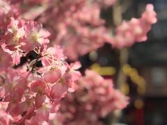 -可可大虾武汉土菜大排档(万松园1店)