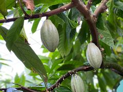 -歌斐颂巧克力小镇