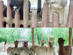 -上海野生动物园
