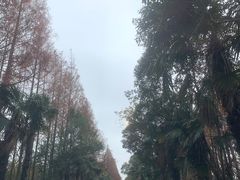 -上海海湾国家森林公园