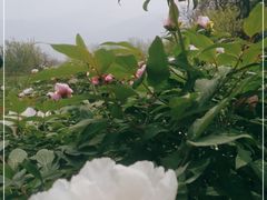 -盛世牡丹苑生态文化旅游区