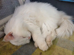 iphone_upload_pic-Anne猫窝咖啡屋