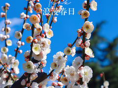 -莘庄梅园