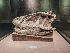 -自贡恐龙博物馆