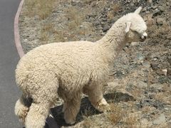 -新疆天山野生动物园