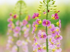 -中国天府农业博览园