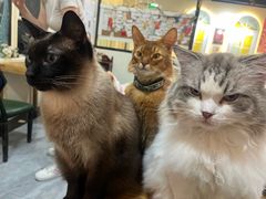 -猫小院猫主题餐厅(南锣旗舰店)