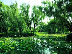 -洛阳市隋唐城遗址植物园