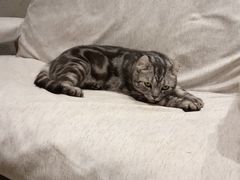 -藏猫猫咖啡主题馆(中央大道店)