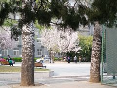 -中央民族大学