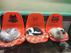 -猫咪博物馆(顶澳仔猫街店)