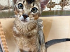 -帕帕拉兹宠物(亚洲旗舰店)