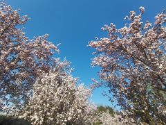 -海棠花溪(元大都城垣遗址公园)
