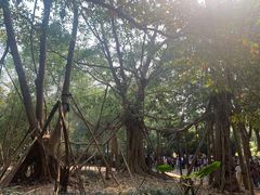 -中国科学院西双版纳热带植物园