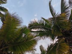 -东郊椰林