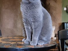 -猫猫幼稚园·撸猫·桌游·电玩
