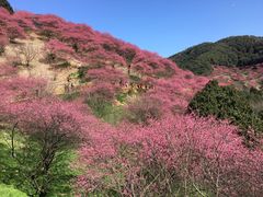 -新建村梅花