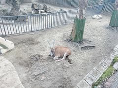 -成都动物园