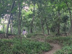 -上海佘山国家森林公园天马山园