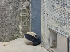 -都江堰中华大熊猫苑