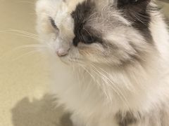 -藏猫猫咖啡主题馆(中央大道店)