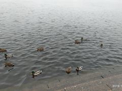-涅瓦河