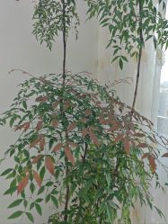 -HEYAN荷妍专业脱毛连锁机构