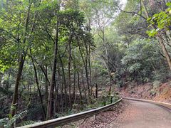 -南宁良凤江国家森林公园