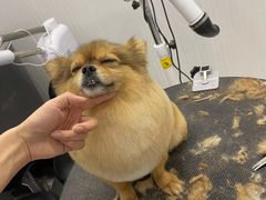 -鼎级派宠物(中南店)