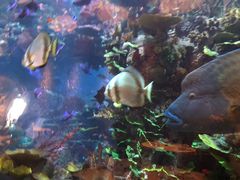 -迪拜帆船酒店海底餐厅