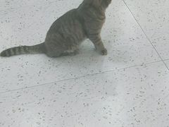 -喵园·猫主题咖啡厅·撸猫·猫咖(国贸店)